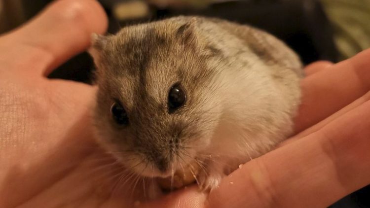 A complete study of Hamsters: Species, Habits, and Diet