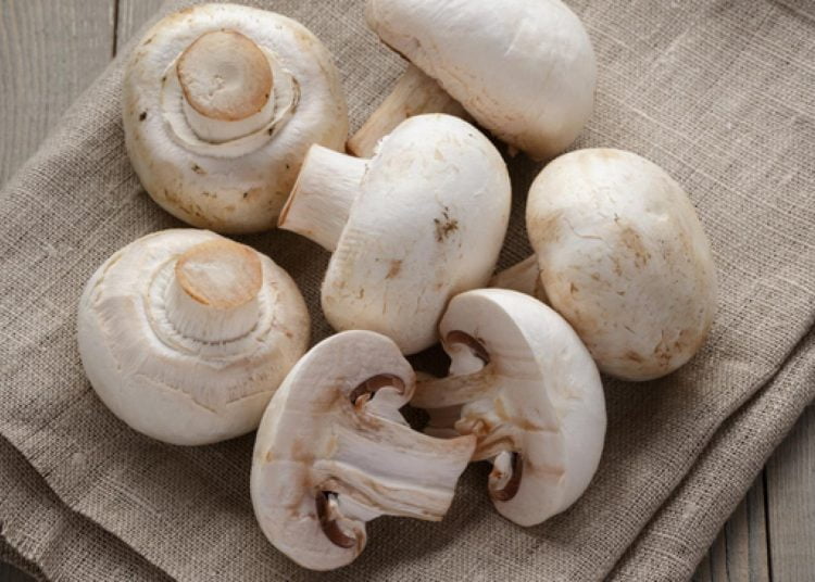 GROWING CONDITIONS FOR MUSHROOM FRUITING CHAMBERS