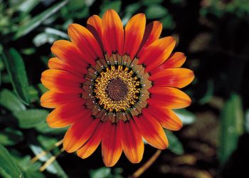 Flowers are the Most Essential Part Of This Universe!!!!