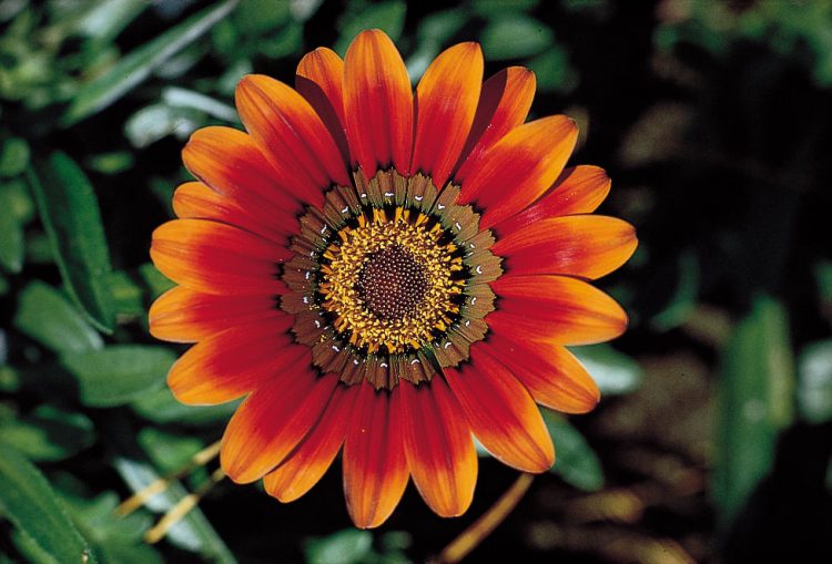 Flowers are the Most Essential Part Of This Universe!!!!