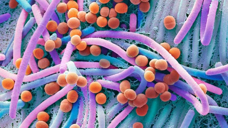 10 Ways to Prevent Viruses and Bacteria in Your Home