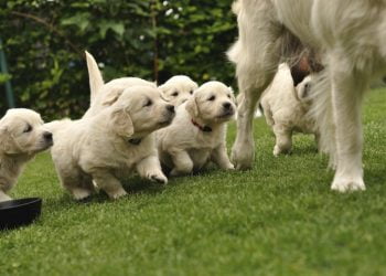 6 Foods That Keeps Your Puppy Healthy