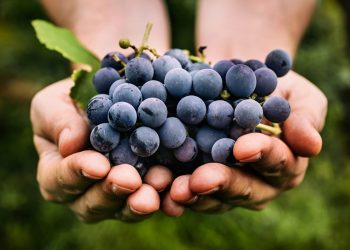 Different grapes to taste with different food