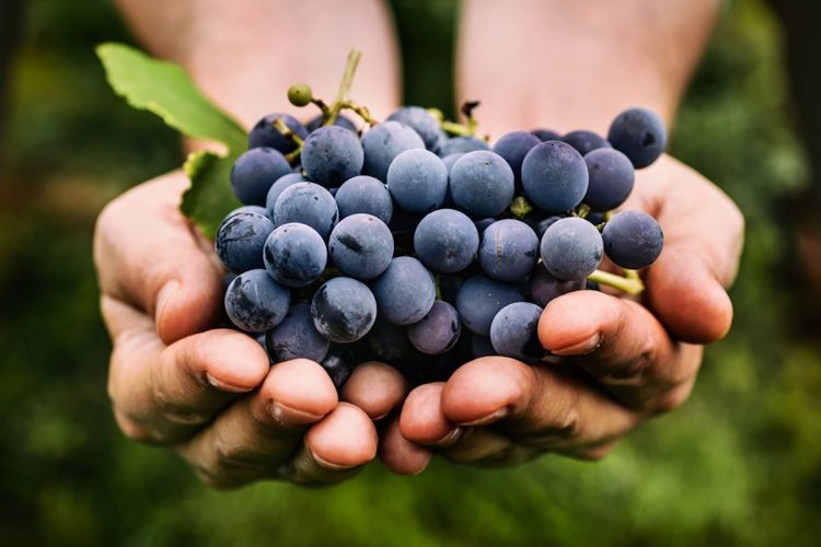 Different grapes to taste with different food