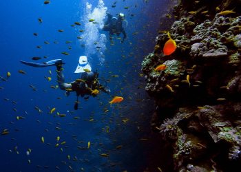 Steps to Planning the Perfect Scuba Diving Trip