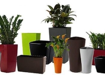 Easy Method to Pot a Plant