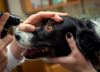 Pet Insurance Dogs – Do They Really Help Prevent Veterinary Bills?