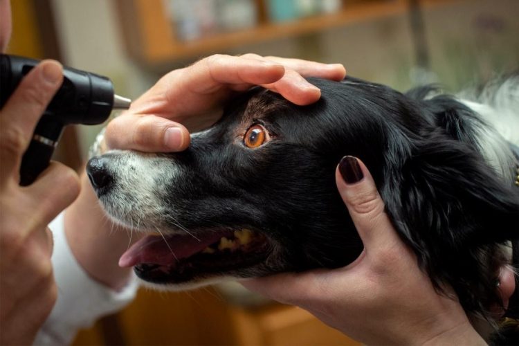 Pet Insurance Dogs – Do They Really Help Prevent Veterinary Bills?