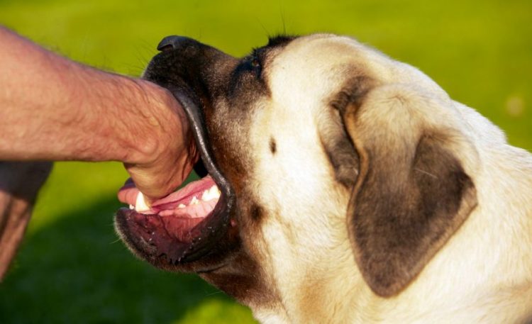 The 4 Things To Do When You Are Bitten By A Dog