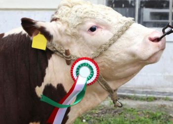 5 Actionable Tips for Buying the Best Farm Animal Equipment