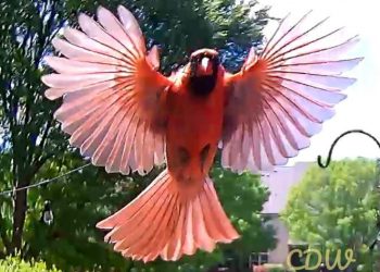 Making a difference in birds’ health by improving the health of their feeders is now possible