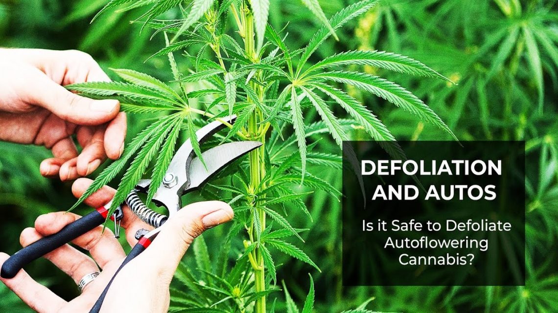 Is it safe to defoliate autoflowering cannabis?