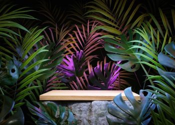 5 Plants to Increase Your Focus & Creativity