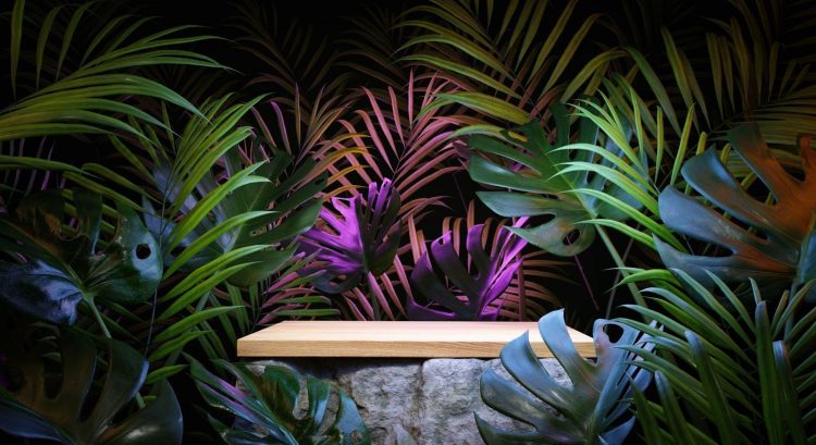 5 Plants to Increase Your Focus & Creativity