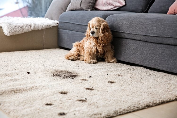 5 Signs You Need Professional Carpet Cleaning