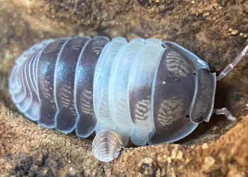 Choosing The Right Isopod As A Pet