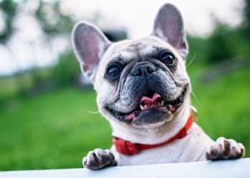 Protecting Your Fur Baby’s Nose and Paw Pads