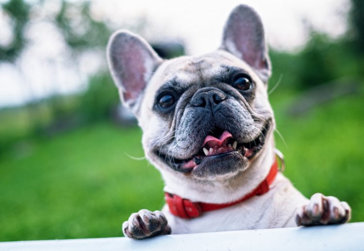 Protecting Your Fur Baby’s Nose and Paw Pads