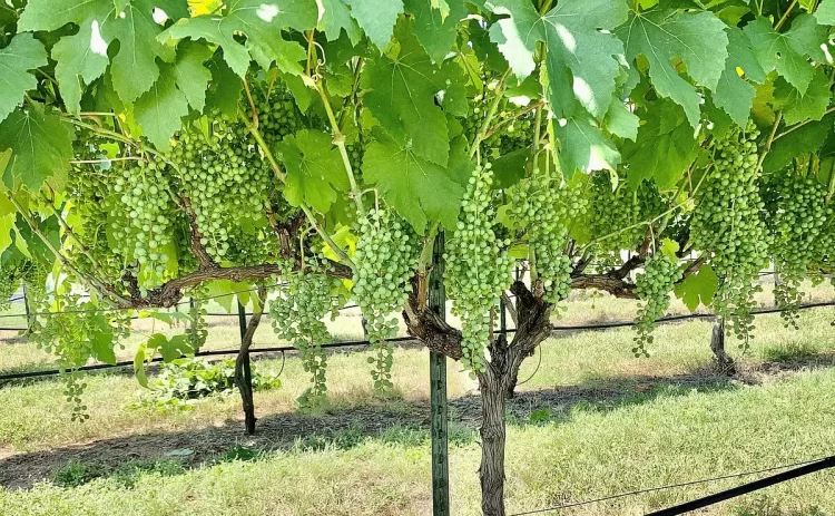 Texas Winemakers Experiment With Less Common Varieties