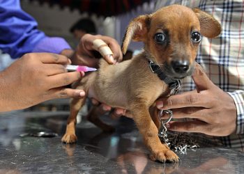 Are There Any Disadvantages In Having Pet Insurance Benefits?