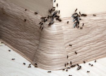 5 Signs of an Ant Infestation in Walls
