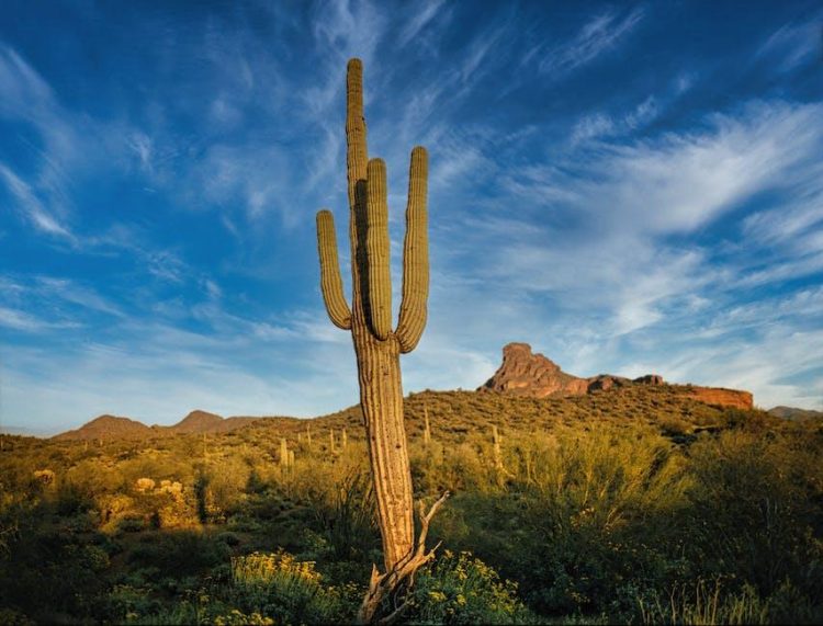 4 Reasons to Move to Arizona for College