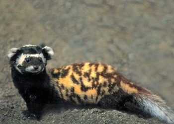 Popular Exotic Pets