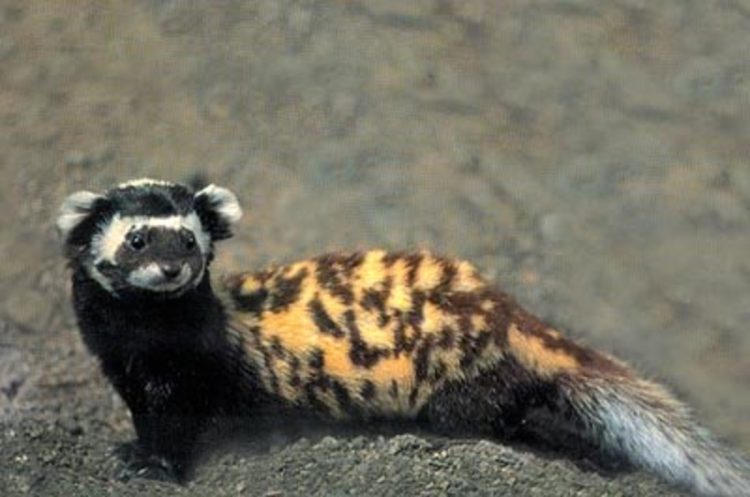 Popular Exotic Pets