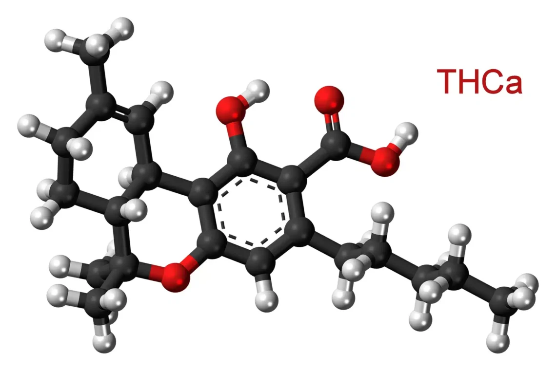 Unlocking the Power of THC-A Flower: A Deep Dive into Nature’s Hidden Gem