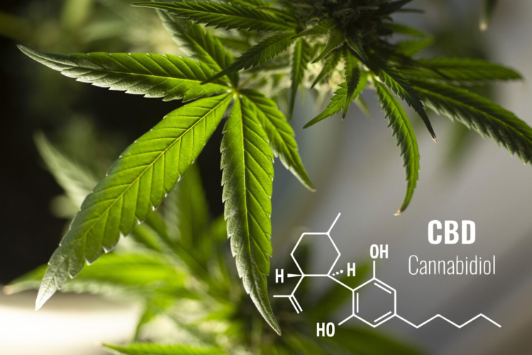 The Benefits of Using CBD Capsules 25mg for Daily Wellness