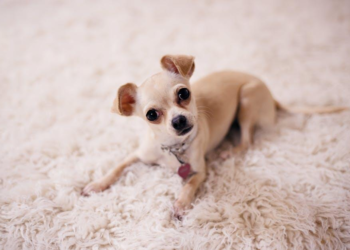 The Ultimate Guide to Eliminating Carpet Odors: Tips for a Fresh Home