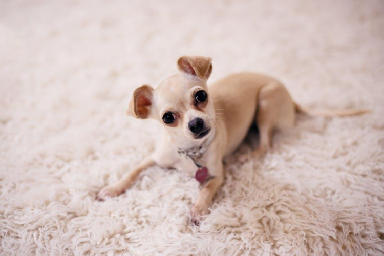 The Ultimate Guide to Eliminating Carpet Odors: Tips for a Fresh Home