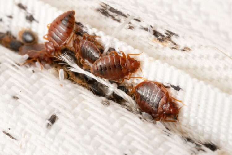 Heat Treatment as the Ultimate Solution for Bed Bug Infestations This Winter
