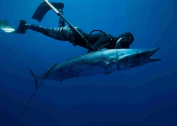 Why Key West is the #1 Destination for Spearfishing Charters in the Florida Keys