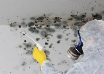 Top 3 Mold Removal Specialists on Long Island: Who to Call When Disaster Strikes