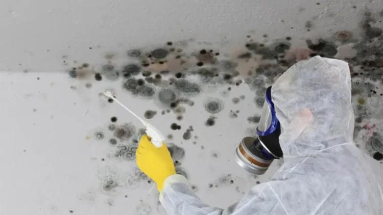 Top 3 Mold Removal Specialists on Long Island: Who to Call When Disaster Strikes